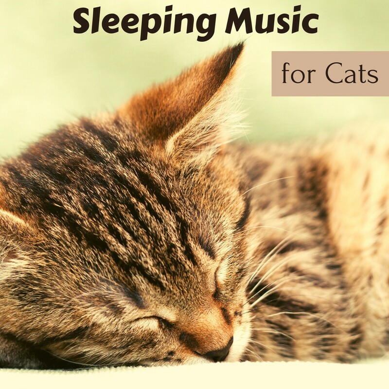 Download Sleeping Music for Cats – Calm My Cat, Music to Make Cats ...